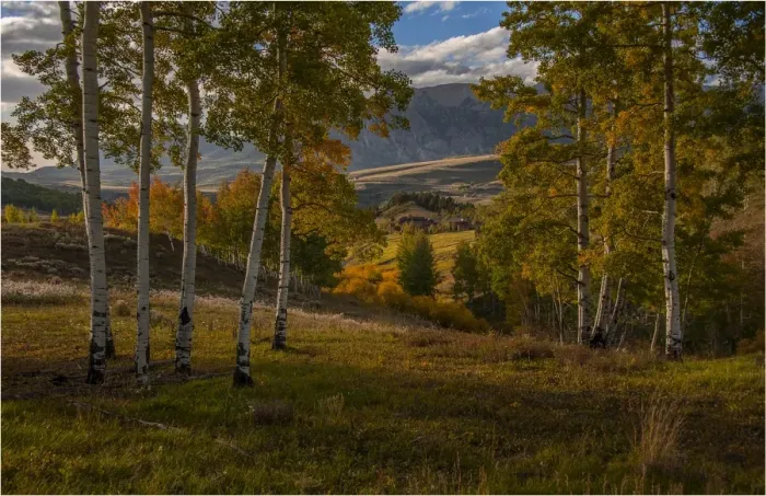 Framed Print : Alpine meadow in autumn near Telluride, Colorado, south west United States of America Framed Print : Alpine meadow in autumn near Telluride, Colorado, south west United States of America