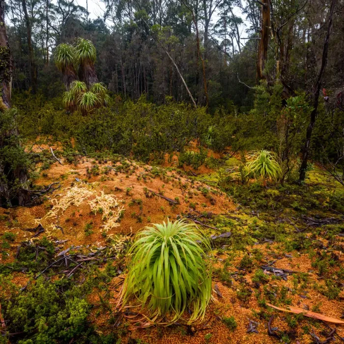 Framed Print : Alpine Moorland at Pine Valley, Overland track, Tasmania Framed Print : Alpine Moorland at Pine Valley, Overland track, Tasmania