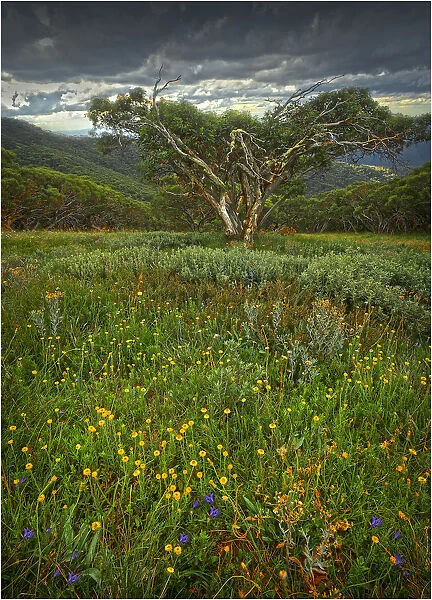 Alpine Summer in the High Country near Mansfield, Victoria