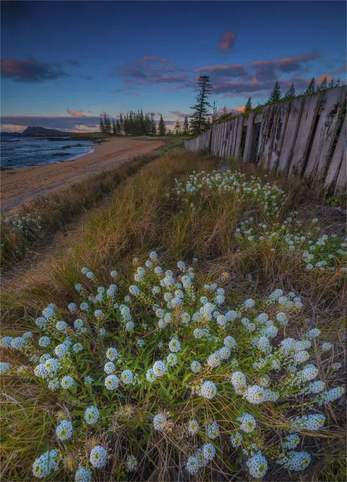 Framed Print : Alysium blooming Cemetery Bay Framed Print : Alysium blooming Cemetery Bay