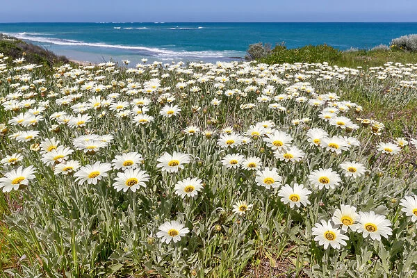 amazing colors of wildflowers in Two Rocks beach in spring, when the wildflowers are coming