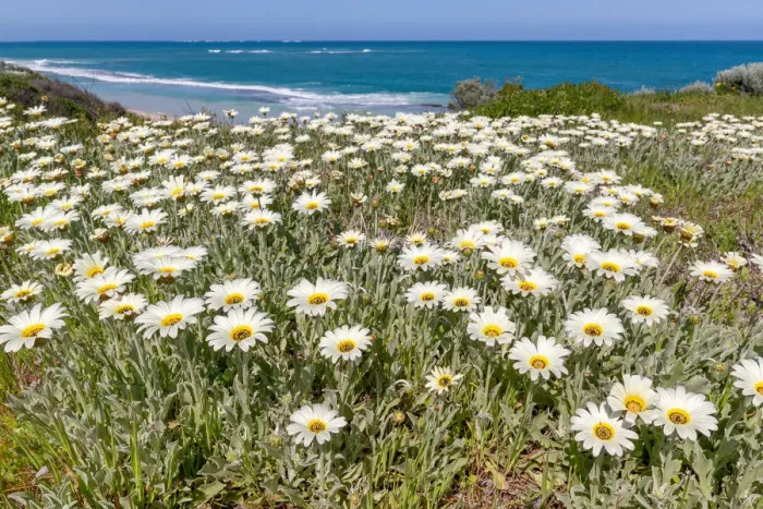 Framed Print : amazing colors of wildflowers in Two Rocks beach in spring, when the wildflowers are coming Framed Print : amazing colors of wildflowers in Two Rocks beach in spring, when the wildflowers are coming