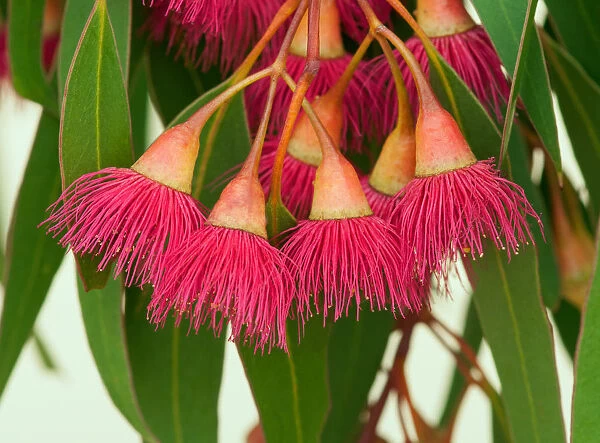 Amazing flora -flowering gum tree in Australia