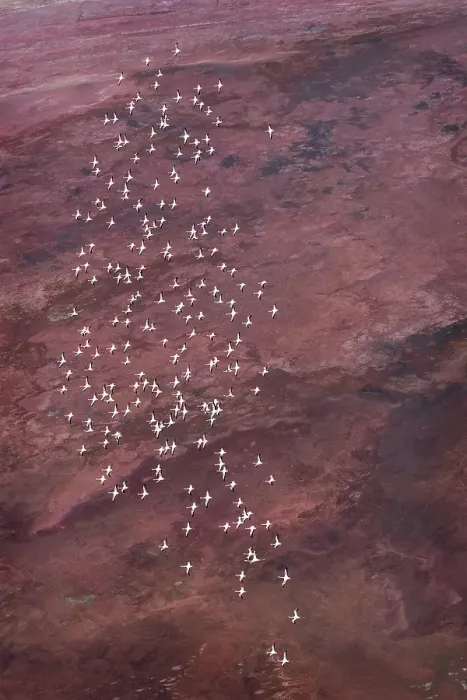 Framed Print : Amazing Vertical of Flamingo in Flight Against Pink Landscape at Lake Magadi, Kenya Framed Print : Amazing Vertical of Flamingo in Flight Against Pink Landscape at Lake Magadi, Kenya