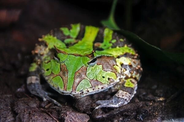 Amazon rainforest green toad frog close up