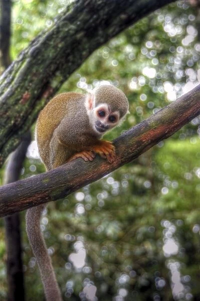 Amazon squirrel monkey baby