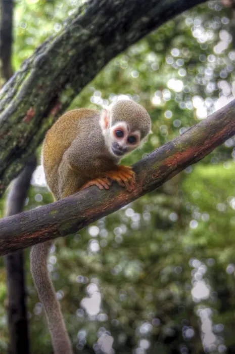 Framed Print : Amazon squirrel monkey baby