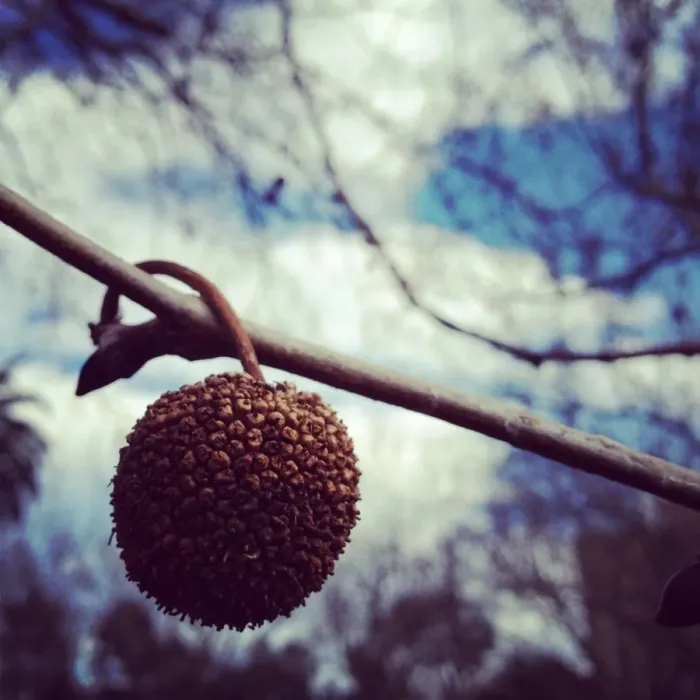 Framed Print : American sycamore seed on a chilly day