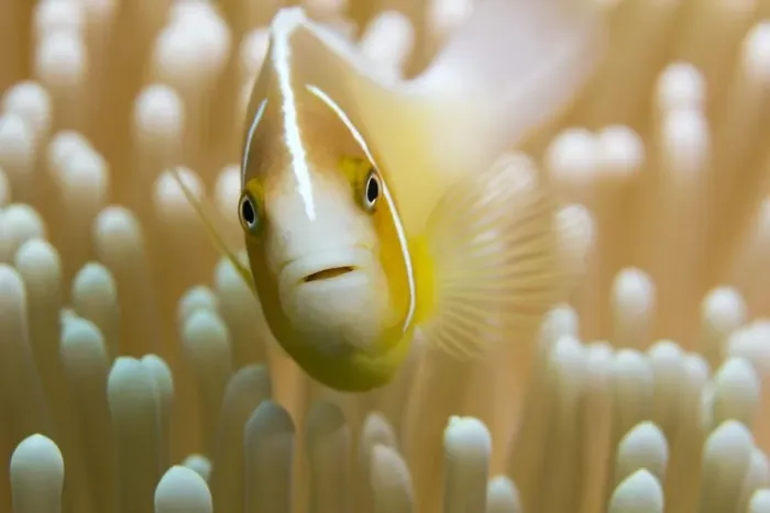 Framed Print : amphiprion sandaracinos, amphiprion, anthozoa, australian, camouflaged, camouflaging Framed Print : amphiprion sandaracinos, amphiprion, anthozoa, australian, camouflaged, camouflaging