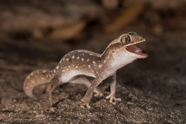 Angry Gecko 1. An Eastern Stone Gecko (Diplodactylus vittatus) puts on