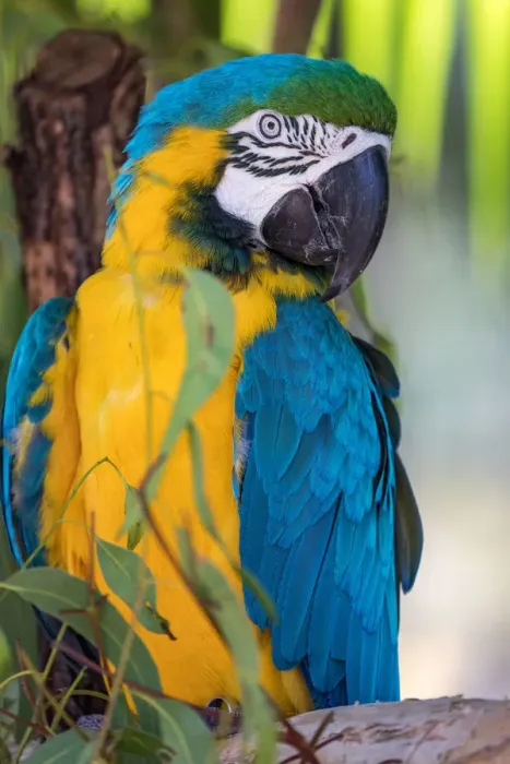 Framed Print : animals, sunshine coast, wildlife, blue macaw, feathers Framed Print : animals, sunshine coast, wildlife, blue macaw, feathers
