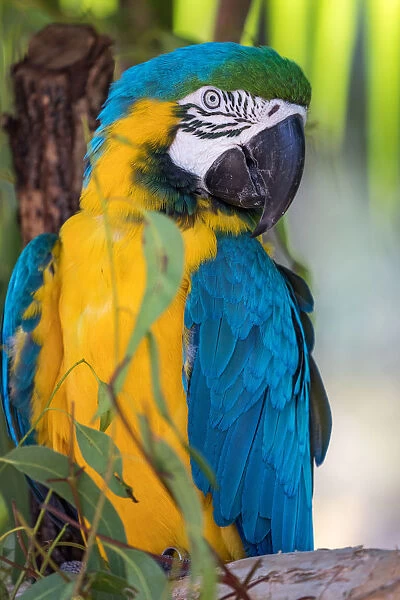 animals, sunshine coast, wildlife, blue macaw, feathers