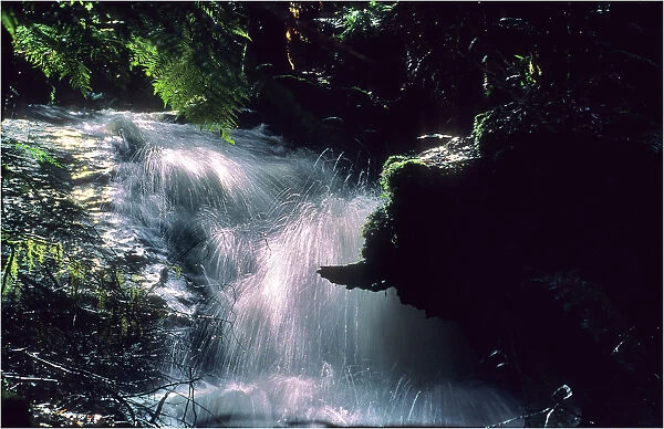 Anns cascade is a small waterfall in the Otway Rainforest, Western Victoria