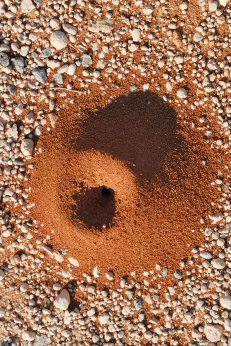Framed Print : Anthill on the side of a highway, Shark Bay World Heritge Area, Western Australia, Australia