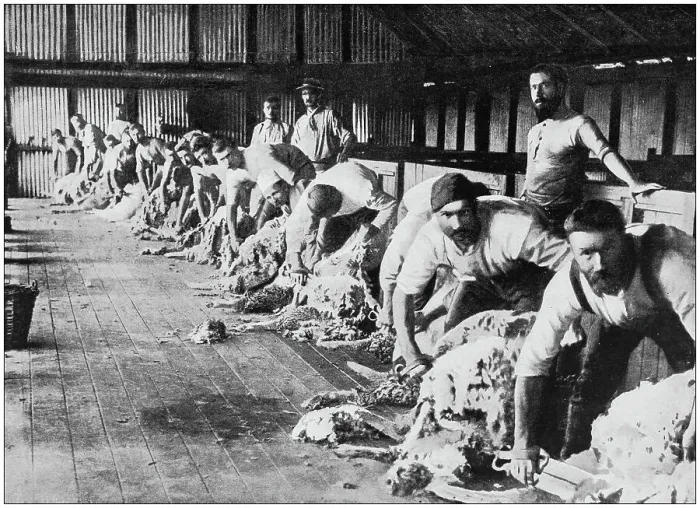 Framed Print : Antique photograph of the British Empire: Wool production in Australia Framed Print : Antique photograph of the British Empire: Wool production in Australia