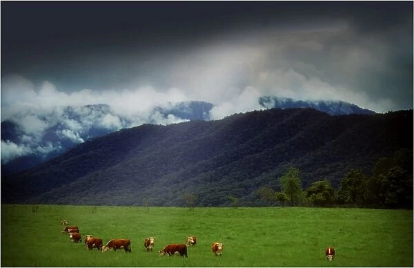 Approaching Storm near Mansfield while beef cattle graze, Victoria