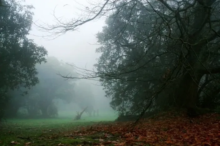 Framed Print : Arbor Day. A mystical winter