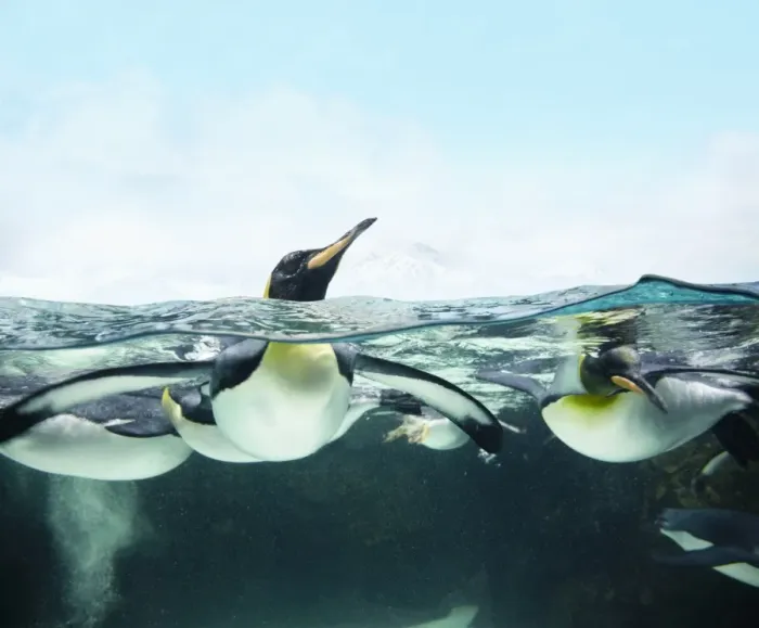 Framed Print : arctic penguins
