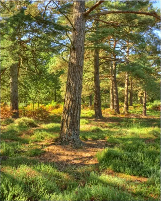 Framed Print : Arne forest Dorset England