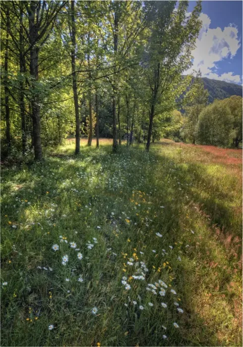Framed Print : Arrowtown water-meadows with summer blooms, South Island of New Zealand
