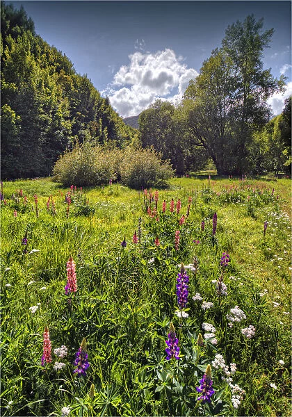 Arrowtown water-meadows with summer blooms, South Island of New Zealand