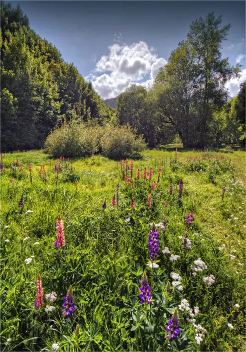 Framed Print : Arrowtown water-meadows with summer blooms, South Island of New Zealand Framed Print : Arrowtown water-meadows with summer blooms, South Island of New Zealand