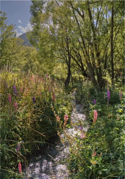 Framed Print : Arrowtown water-meadows with summer blooms, South Island of New Zealand