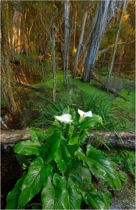 Framed Print : Arrum Lillies, King Island, Bass Strait, Tasmania Framed Print : Arrum Lillies, King Island, Bass Strait, Tasmania