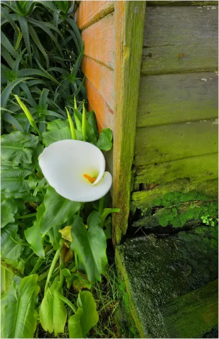 Framed Print : Arrum Lillies, King Island, Bass Strait, Tasmania