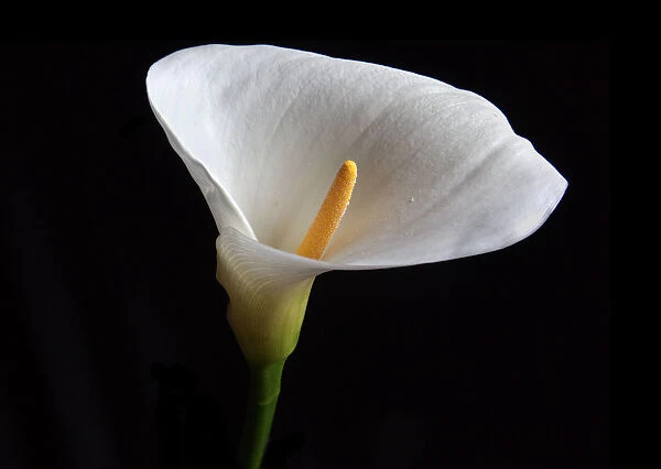 Arum Lily. Flowers, 546422707