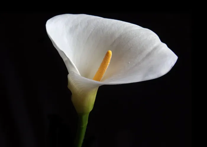Framed Print : Arum Lily. Flowers, 546422707 Framed Print : Arum Lily. Flowers, 546422707