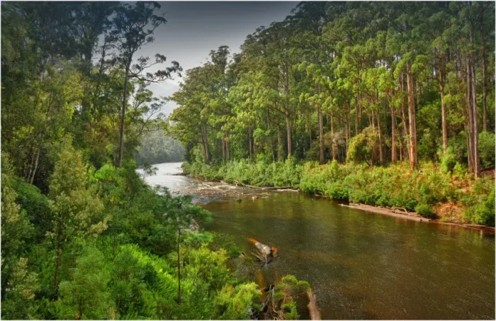 Framed Print : Arve river forest, Southern Tasmania