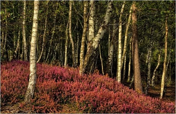 Aspens and heath in Dorset England