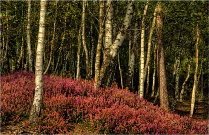 Framed Print : Aspens and heath in Dorset England