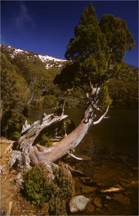 Framed Print : Athrotaxis selaginoides Pine tree found in the higher altitudes and alpine areas of Tasmania, australia Framed Print : Athrotaxis selaginoides Pine tree found in the higher altitudes and alpine areas of Tasmania, australia