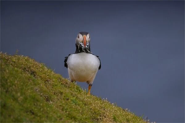 Atlantic Puffin (Fratercula arctica) Shetland Islands, Scotland, United Kingdom
