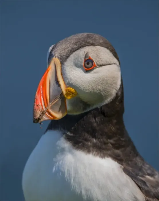 Framed Print : Atlantic Puffin (Fratercula arctica) Shetland Islands, Scotland, United Kingdom