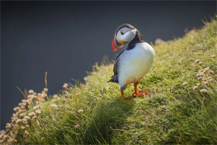 Framed Print : Atlantic Puffin (Fratercula arctica) Shetland Islands, Scotland, United Kingdom Framed Print : Atlantic Puffin (Fratercula arctica) Shetland Islands, Scotland, United Kingdom