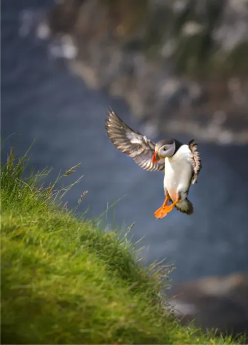 Framed Print : Atlantic Puffin (Fratercula arctica) Shetland Islands, Scotland, United Kingdom Framed Print : Atlantic Puffin (Fratercula arctica) Shetland Islands, Scotland, United Kingdom