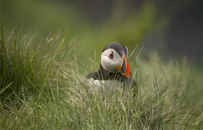 Framed Print : Atlantic Puffin (Fratercula arctica) Shetland Islands, Scotland, United Kingdom