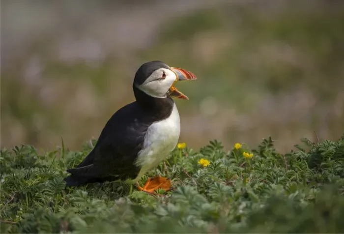 Framed Print : Atlantic Puffin (Fratercula arctica) Shetland Islands, Scotland