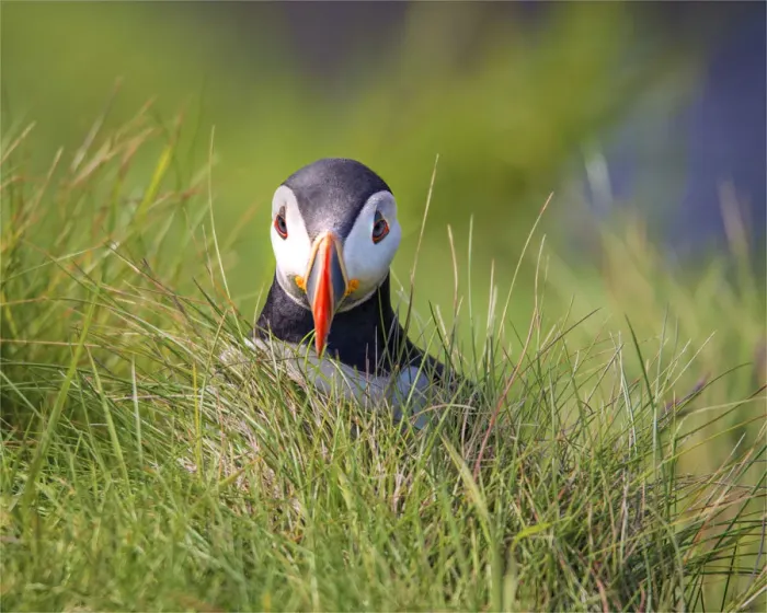 Framed Print : Atlantic Puffin (Fratercula arctica) Shetland Islands, Scotland, United Kingdom Framed Print : Atlantic Puffin (Fratercula arctica) Shetland Islands, Scotland, United Kingdom