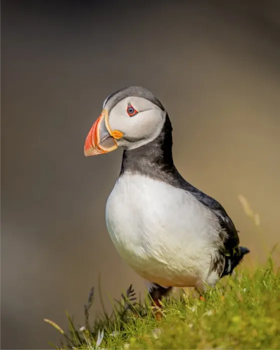 Framed Print : Atlantic Puffin (Fratercula arctica) Shetland Islands, Scotland, United Kingdom Framed Print : Atlantic Puffin (Fratercula arctica) Shetland Islands, Scotland, United Kingdom