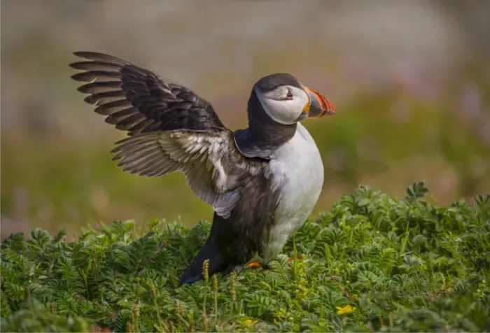 Framed Print : Atlantic Puffin (Fratercula arctica) Shetland Islands, Scotland, United Kingdom