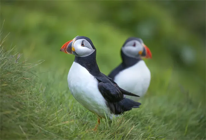 Framed Print : Atlantic Puffins (Fratercula arctica) Shetland Islands, Scotland, United Kingdom