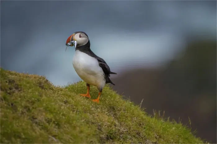 Framed Print : Atlantic puffins, Shetland Islands, Scotland