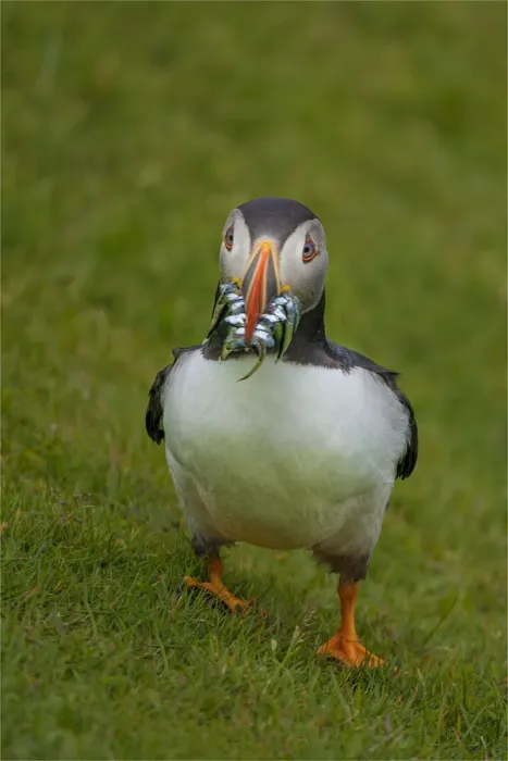 Framed Print : Atlantic Puffins, Shetland Islands, Scotland Framed Print : Atlantic Puffins, Shetland Islands, Scotland