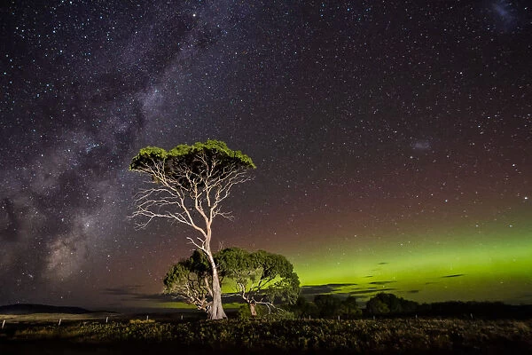 Aurora Australis or Southern Lights and the Milky Way behind gum trees