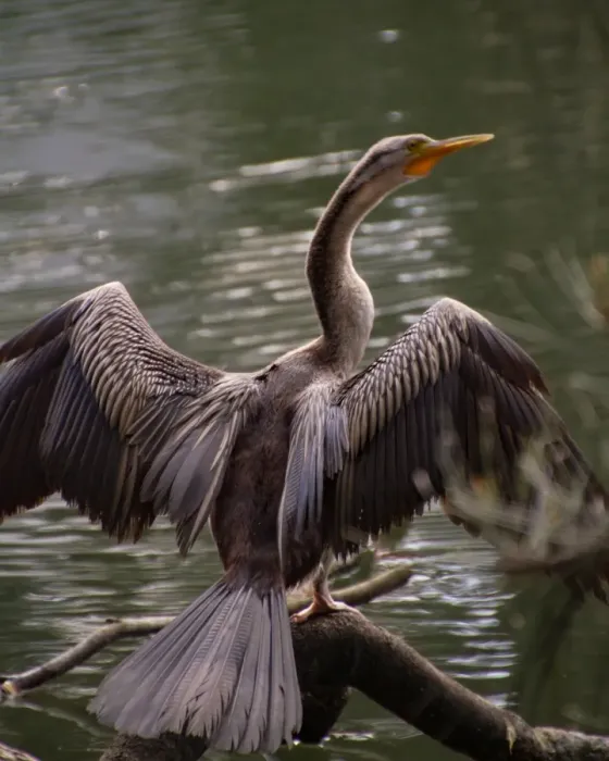 Framed Print : Australasian Darter