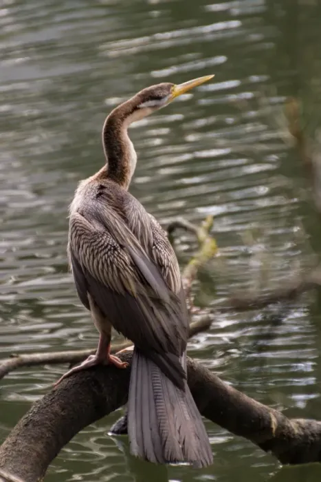 Framed Print : Australasian Darter